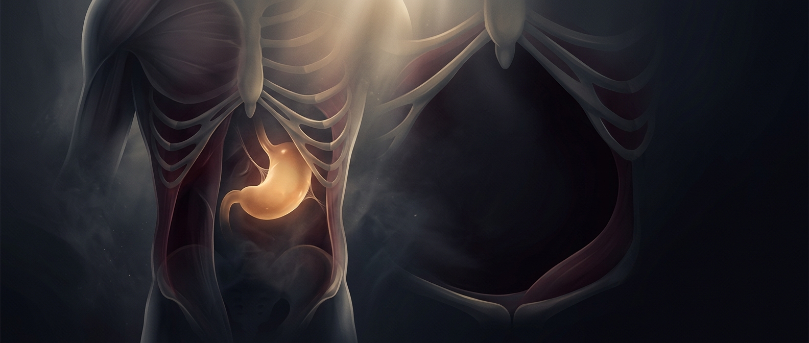 Stomach sits entirely confined to the left abdominal side