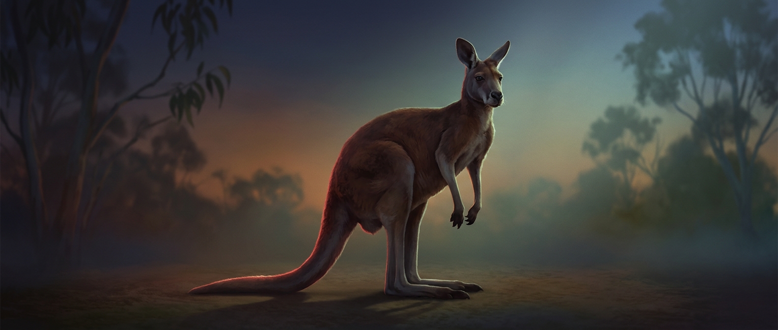 A kangaroo’s tail works like a fifth leg