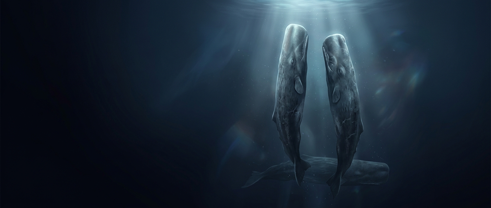 Sperm whales sleep standing upright