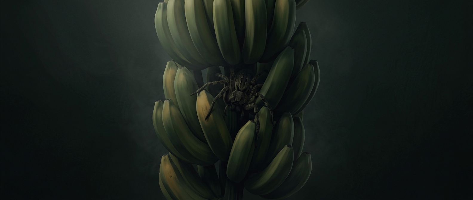 Why Brazilian wandering spiders hide among fruit bunches