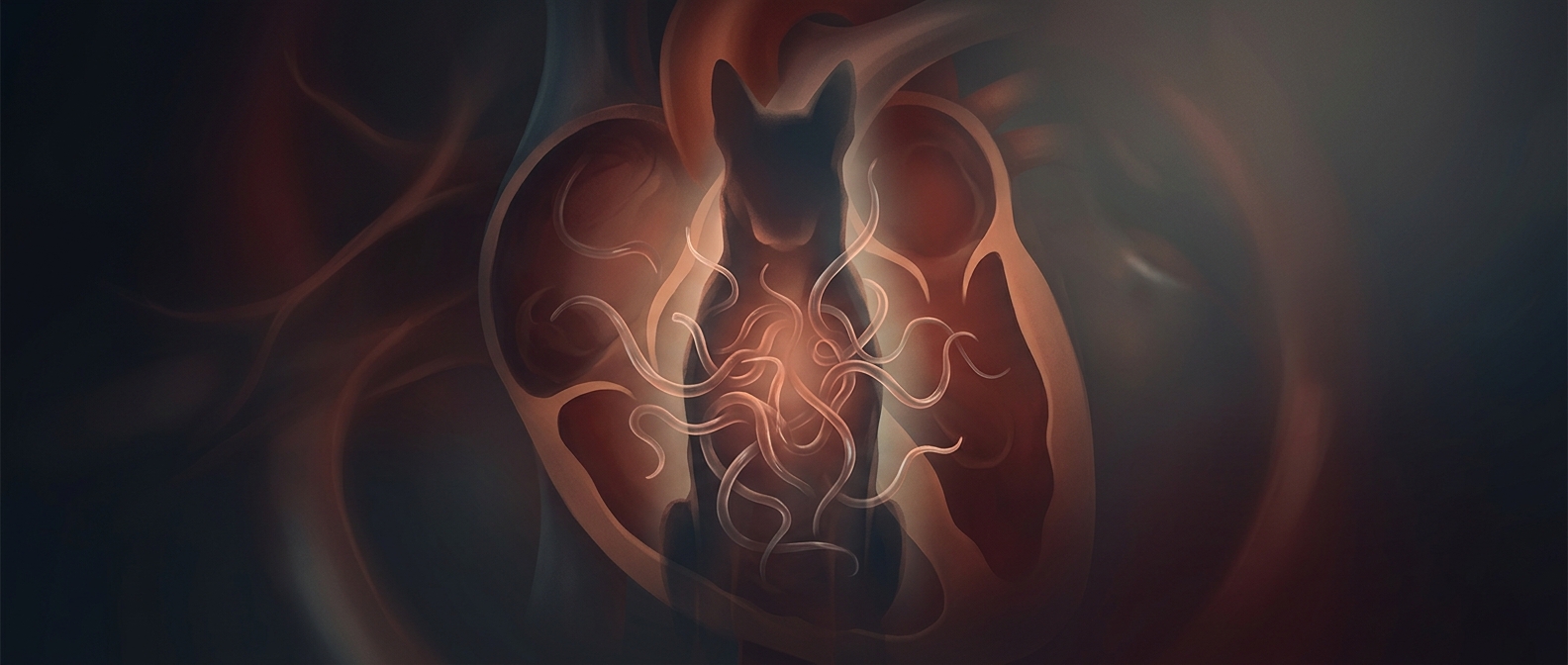 How mosquitoes can deliver worms to a dog’s heart