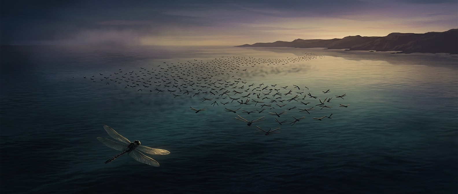 Dragonflies cross oceans by riding the wind