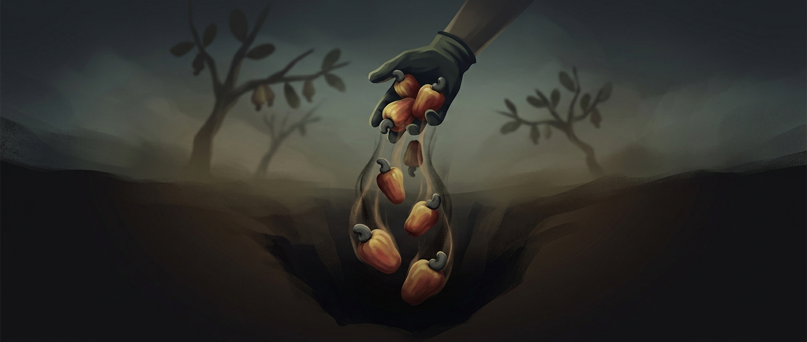 Why cashew fruit is left to rot
