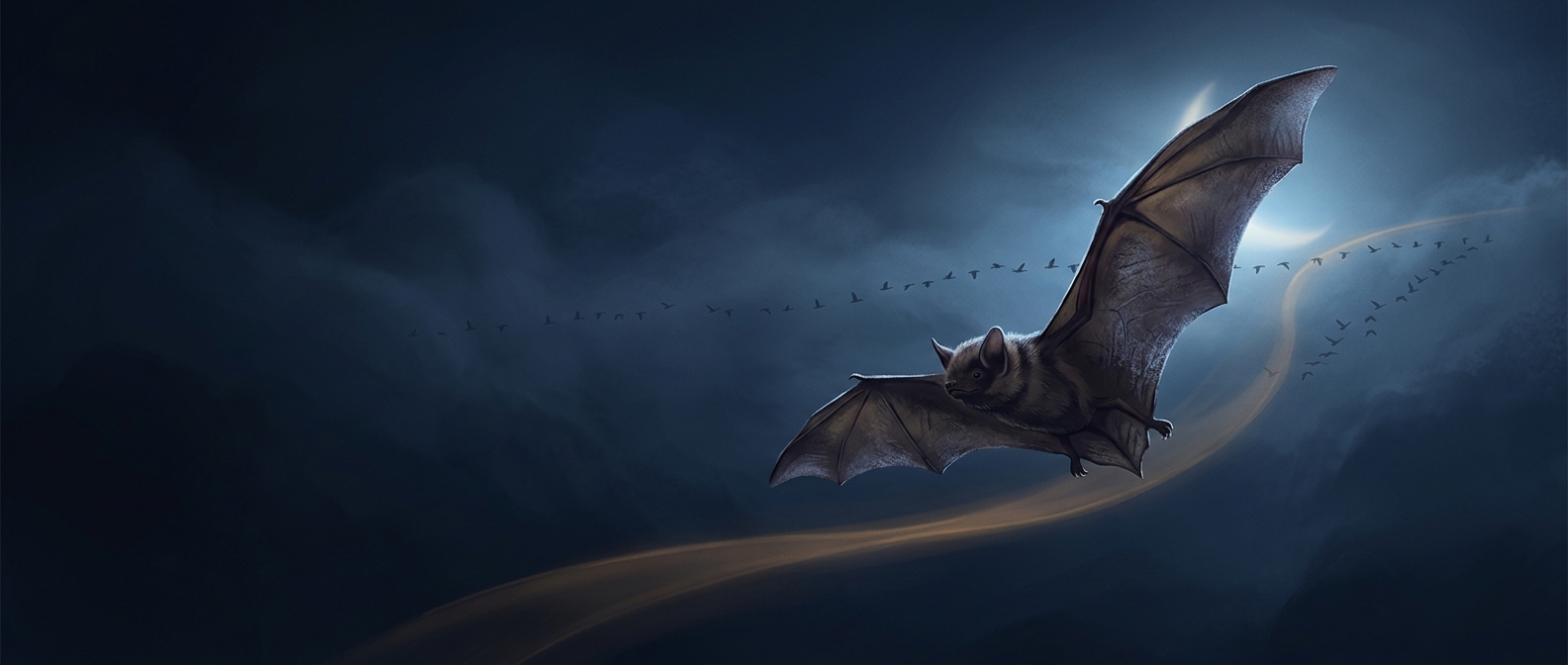 Hoary bats fly south just like many migratory birds do