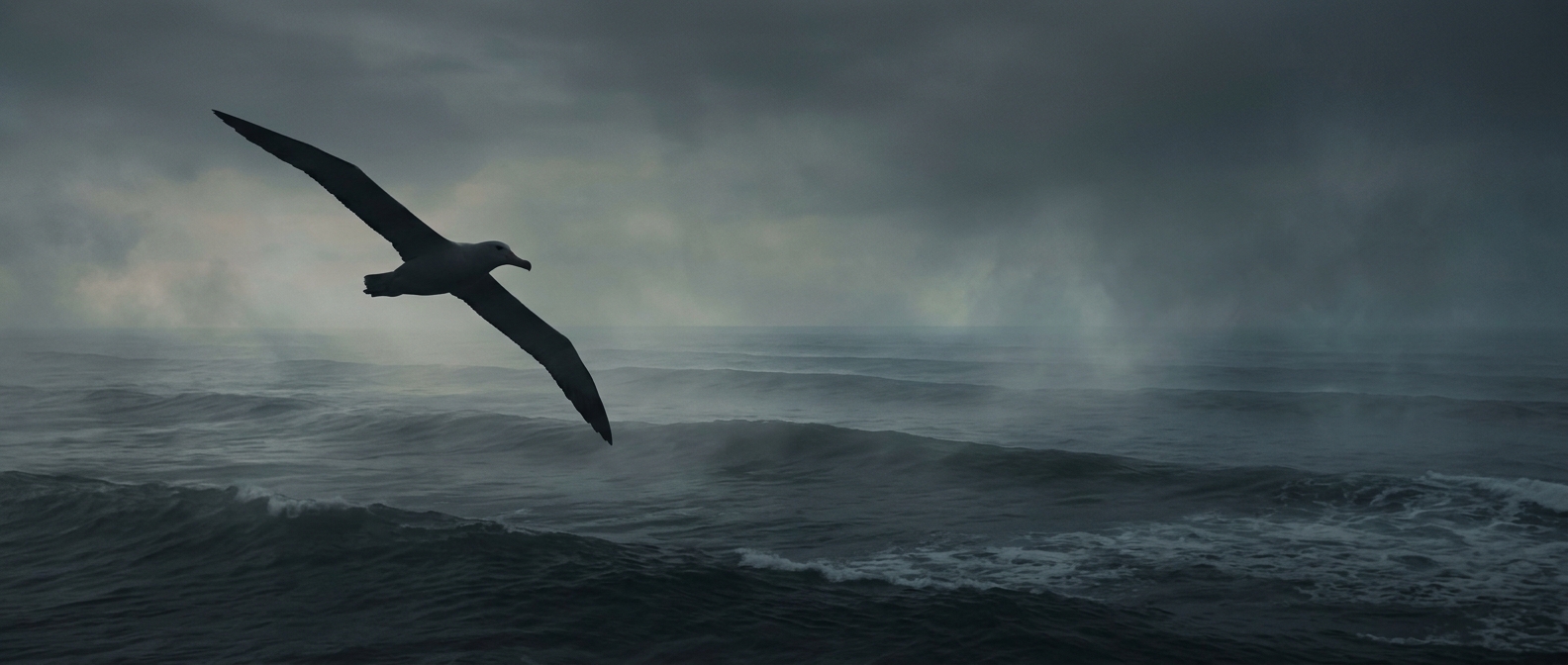 Albatrosses can fly continuously over open ocean